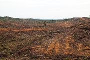 Foto: Cilts sievietes un saldūdens delfīnu meklējumi Borneo